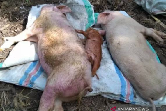 122 Ribu Ternak Babi di NTT Mati, Ternyata Ini Penyebabnya - JPNN.COM