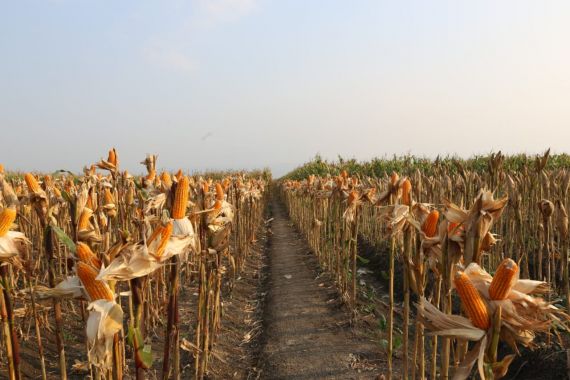 Jaga Rantai Pasok, Kemenperin Dukung Penyerapan Jagung Lokal - JPNN.COM