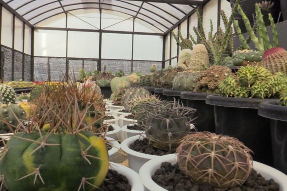 5 Manfaat Mengejutkan Rutin Konsumsi Kaktus - JPNN.COM
