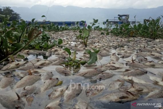 10 Ton Ikan di Danau Maninjau Mati Massal, Nih Penampakannya - JPNN.COM
