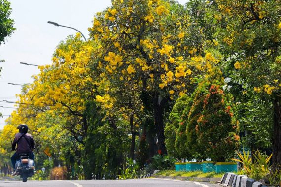 Indahnya Bunga Tabebuya di Kota Surabaya, Lihat Penampakannya - JPNN.COM