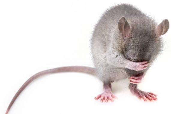 4 Trik Mudah Usir Tikus dari Plafon Rumah - JPNN.COM