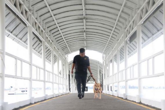 Bea Cukai Optimalkan Peran Anjing Pelacak dalam Deteksi Narkoba - JPNN.COM