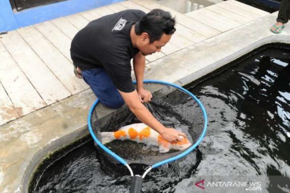 Bisnis Ikan Koi Masih Menjanjikan, Berminat? - JPNN.COM