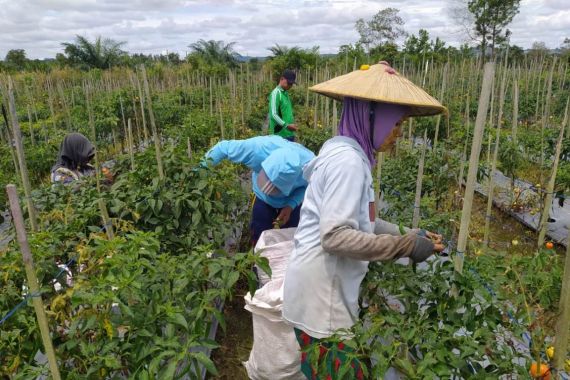 Kelompok Tani Binaan Program DMPA Panen Tomat dan Cabai, Hasil Bersih Rp57 Juta - JPNN.COM