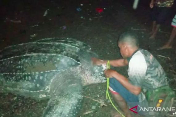 Penyu Raksasa Ini Muncul di Pantai Raja Ampat, Lihat - JPNN.COM