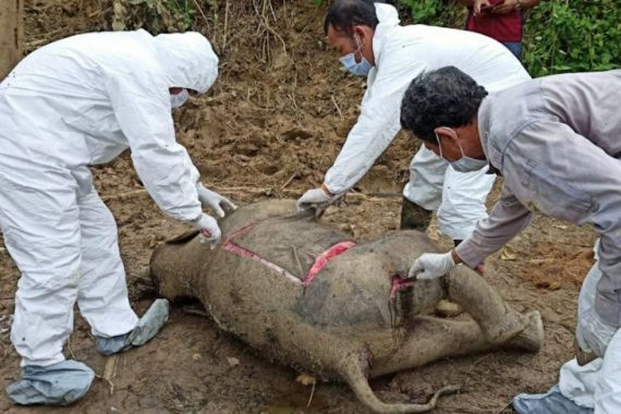 Gajah Berusia 10 Bulan Mati di Aceh Timur, Begini Kondisinya - JPNN.COM