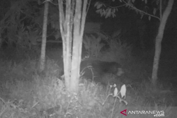 Pasutri di Solok Terluka Parah Diserang Beruang Liar di Ladang - JPNN.COM