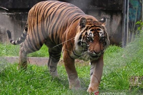 Harimau Sumatera Teror Warga Siak - JPNN.COM