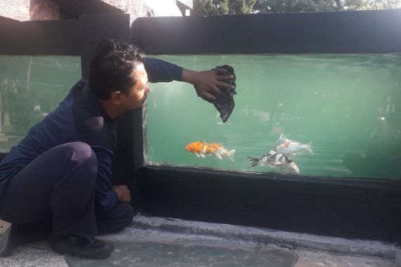 Balai Wyata Guna Bandung Berdayakan Disabilitas dengan Pelatihan Budi Daya Ikan Koi - JPNN.COM