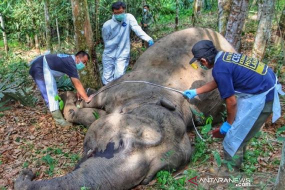 BKSDA Riau Menemukan Gajah Betina Mati di Kebun Warga - JPNN.COM