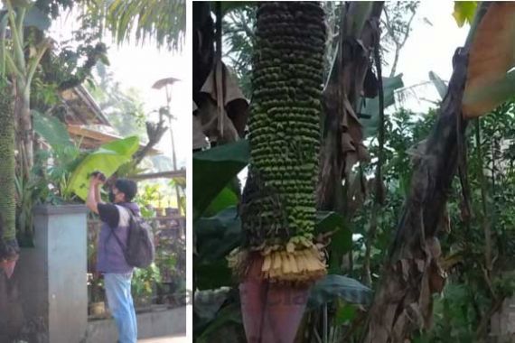 Perhatikan Baik-baik Pohon Pisang Ini, Bikin Heran, Milik Hajah Rumansah - JPNN.COM