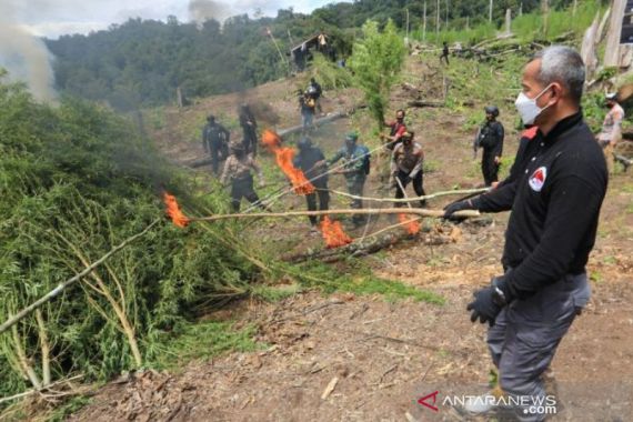 630 Ribu Batang Ganja di Lahan 7 Hektare Dimusnahkan Tim Bareskrim, Sebegini Nilainya - JPNN.COM