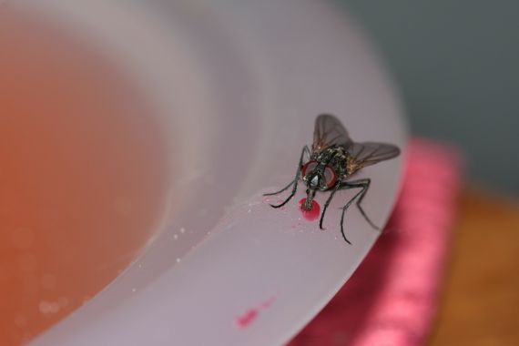 Ini yang Terjadi Ketika Lalat Mendarat di Makanan Anda - JPNN.COM
