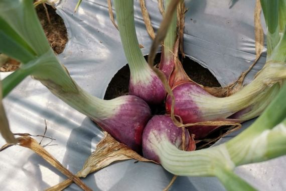 Bangga! di Daerah Ini Banyak Petani Milenial, Selalu Panen Cuan - JPNN.COM