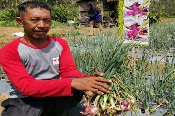 Ini Cara Kementan Mendongkrak Produksi Bawang Merah Lewat Benih dari Umbi - JPNN.COM