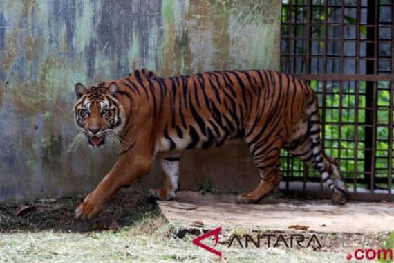 Arbain Sedang Cari Kayu di Hutan, Lalu Ada Harimau Sumatra di Dekatnya, Innalillahi - JPNN.COM