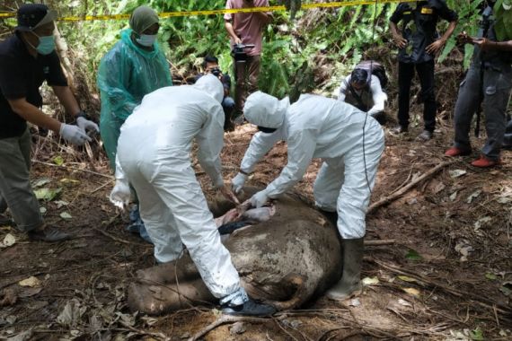 Gajah Sumatera Ditemukan Mati Tanpa Kepala, Dugaan Sementara Akibat Perburuan - JPNN.COM