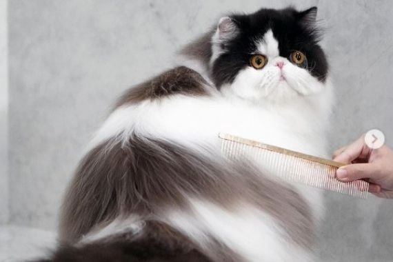 Dewarangga Cattery Berbagi Tips Memandikan Kucing Persia, Cat Lovers Wajib Tahu Ini - JPNN.COM