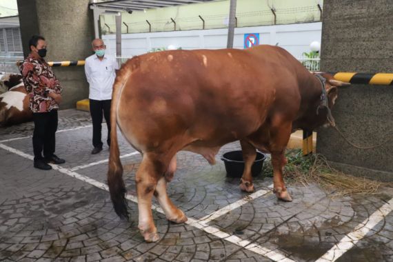 Sapi Kurban Menteri Trenggono Seberat 1,3 Ton - JPNN.COM