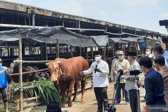 Wagub DKI Berkurban Sapi dengan Bobot 950 Kg, Nih Penampakannya - JPNN.COM