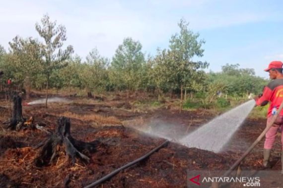 Api Melalap Kawasan Hutan Lindung, Tim Gabungan Langsung Diterjunkan - JPNN.COM