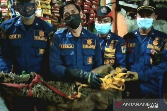 Warga Tambora Menangkap Buaya Berbobot 40 Kilogram - JPNN.COM