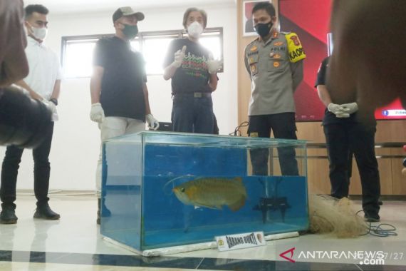 Polres Bogor Bongkar Kasus Pencurian Ikan Arwana Milik Sahabat Irfan Hakim  - JPNN.COM