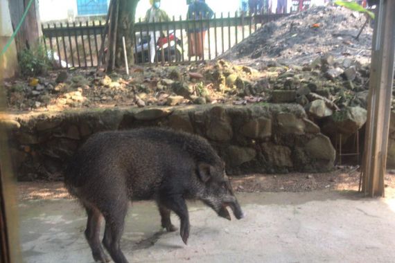 Babi Muncul di Hambalang Bogor, Warga: Ini Peristiwa Pertama Kalinya - JPNN.COM