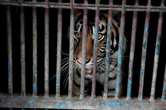 Sempat Terpapar Covid-19, 2 Harimau Sumatera Sudah Bisa Beraktivitas Lagi - JPNN.COM