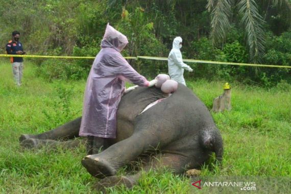 Info Terkini dari AKP Dwi Arys Soal Pembunuh Gajah Tanpa Kepala di Aceh Timur - JPNN.COM