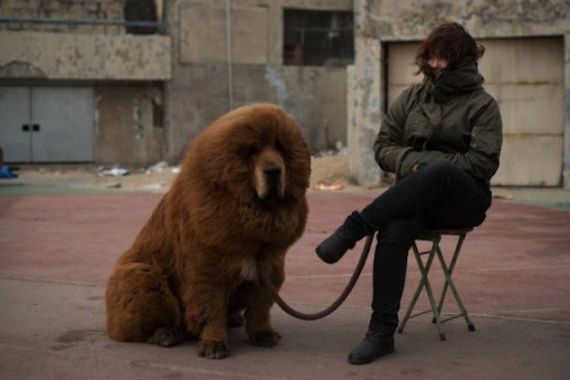 Anjing 'Dijadikan' Singa di Tiongkok - JPNN.COM