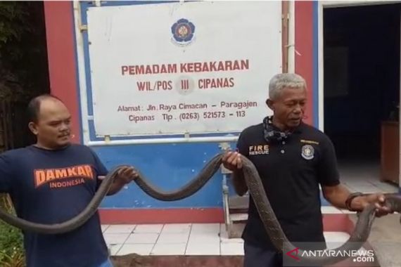 Petugas Damkar Tangkap Ular King Cobra Sepanjang 3,5 Meter - JPNN.COM