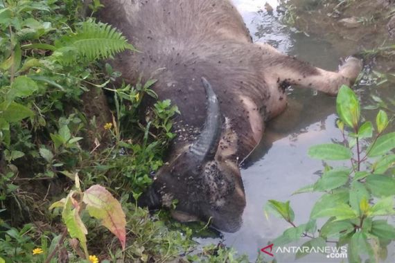 Belasan Hewan Ternak Warga Simeulue Mati Mendadak - JPNN.COM