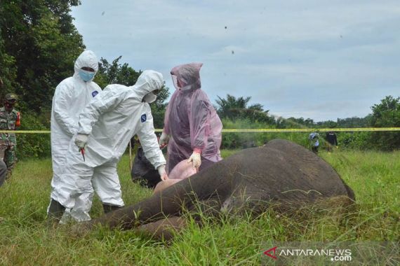 5 Pelaku Pembunuhan Gajah Diringkus, Ada yang Berperan Meracuni dan Memotong Leher  - JPNN.COM