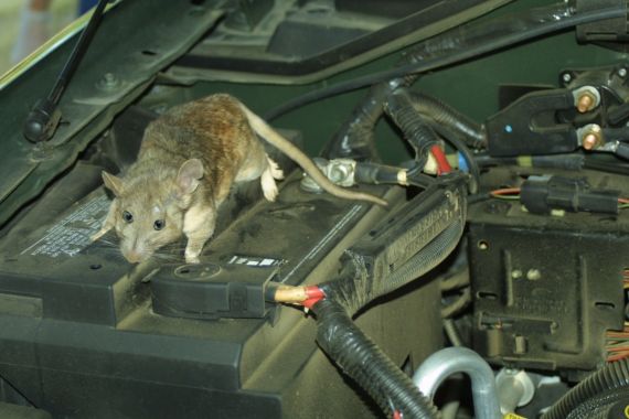 5 Cara Ampuh Mengusir Tikus di Kap Mesin Mobil - JPNN.COM