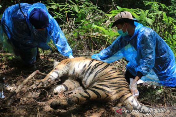 3 Harimau Mati Terjerat, Bupati Aceh Selatan Minta Aparat Mengusut Tuntas  - JPNN.COM