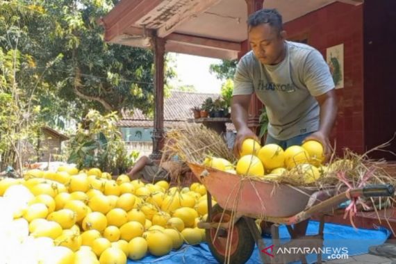 Eks TKI Banting Setir Budi Daya Melon Golden, Omzet hingga Rp 75 Juta - JPNN.COM