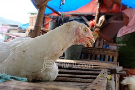 SYL Ingatkan Pemerintah soal Bahaya Serbuan Ayam Brazil - JPNN.COM