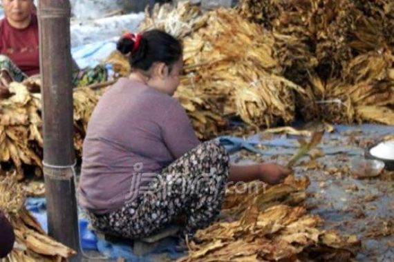 Indonesia Butuh Regulasi Khusus tentang Produk Tembakau Alternatif - JPNN.COM