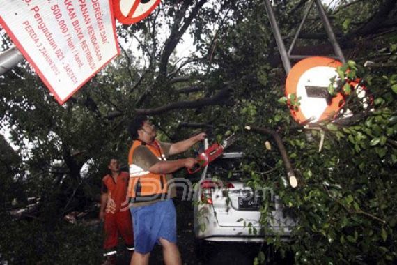 Hujan Lebat, Pohon Tumbang di Senayan - JPNN.COM