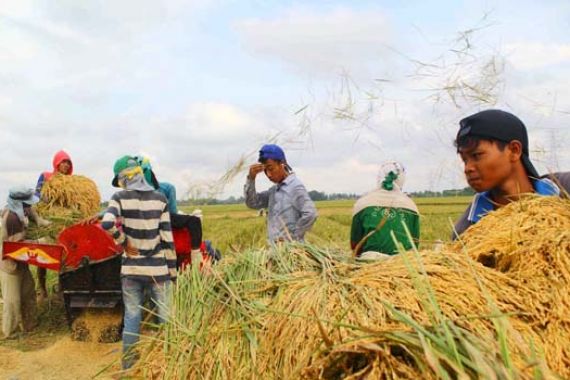 Bulog Naikkan Harga, Nilai Tukar Petani Membaik - JPNN.COM