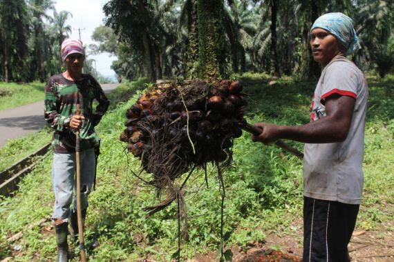 Larangan Ekspor CPO Sudah Dicabut, Kok Harga TBS Sawit Masih Anjlok? - JPNN.COM