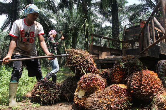 Sawit Indonesia Masih Mendominasi Pasokan Minyak Nabati Global Tahun Depan - JPNN.COM