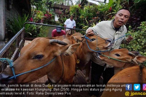 Erupsi Gunung Agung, 20 Ribu Sapi Tunggu Evakuasi - JPNN.COM