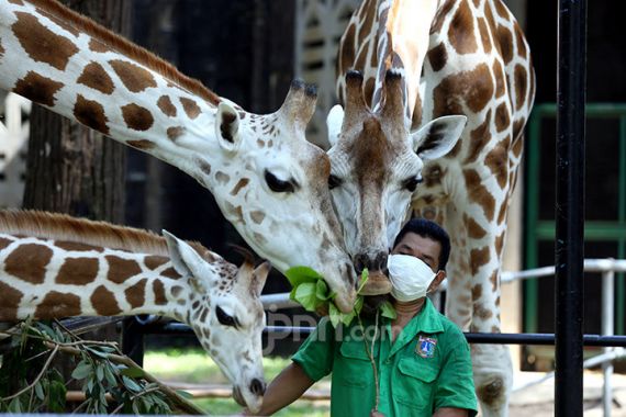 Ragunan Zoo Beroperasi di Masa PSBB Transisi, Jumlah Pengunjungnya Cuma Sebegini - JPNN.COM