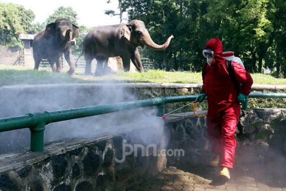 Kebun Binatang Ragunan Akan Kembali Dibuka Besok, Pengelola: 700 Petugas Disiagakan - JPNN.COM