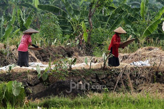 Dahsyat, Nilai Ekspor Sektor Pertanian Naik 33,04 Persen Selama Juni - JPNN.COM
