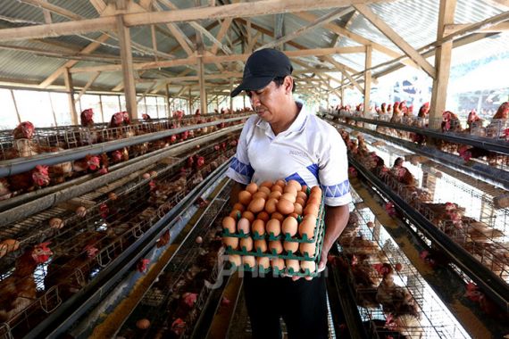 Harga Telur Ayam di Pasar DKI Jakarta Naik Signifikan Hari Ini - JPNN.COM