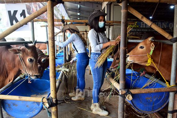 Penyakit Mulut Kuku Hewan Bakal Pengaruhi Harga Daging Jelang Iduladha - JPNN.COM